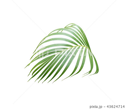 green palm leaf on white background 43624714