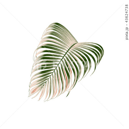 green palm leaf tree isolated on white background 43624738