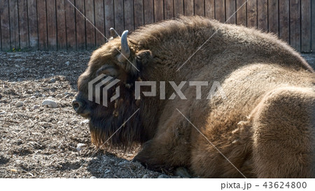 The European BISON is in the aviary of the zoo 43624800