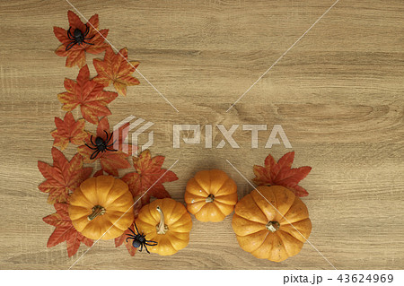 Pumpkin Autumn Thanksgiving Background 43624969