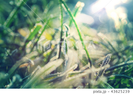 Frozen grass 43625239