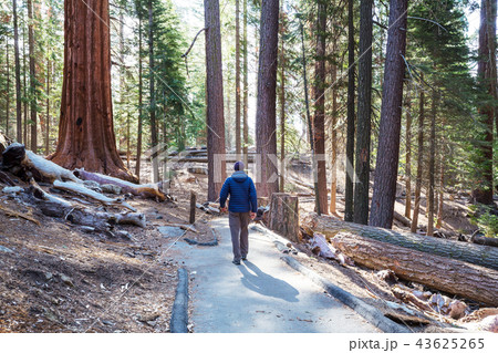 Sequoia Sequoia 43625265