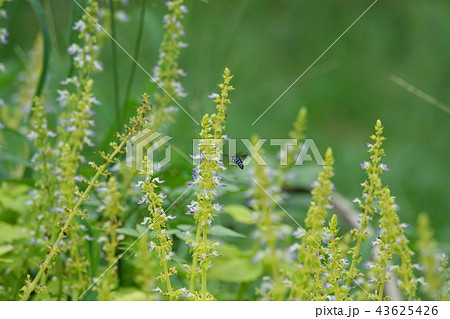 枚岡公園 枚岡公園 43625426