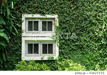 old white window with green ivy climbing fig 43625550