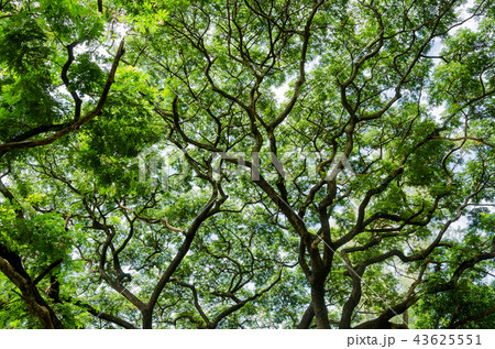 big tree and branches of tree over head 43625551