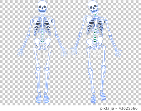 正常な骨格とゆがんだ骨格 43625566
