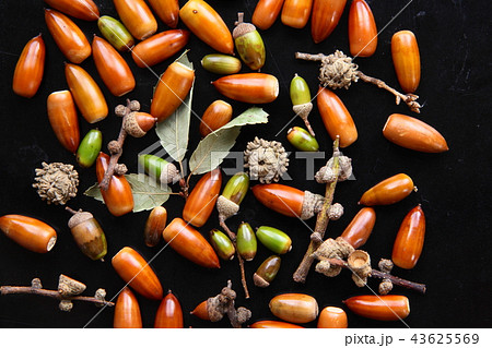 どんぐり 43625569