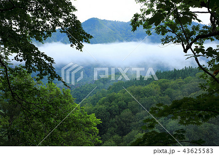 ブナの森から棚雲懸かる初秋の山を眺める　福島県只見町 43625583