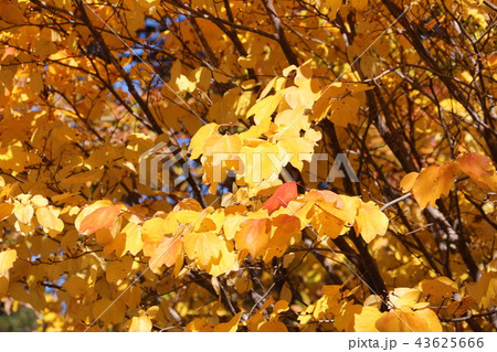 黄色い紅葉 黄色い紅葉 43625666