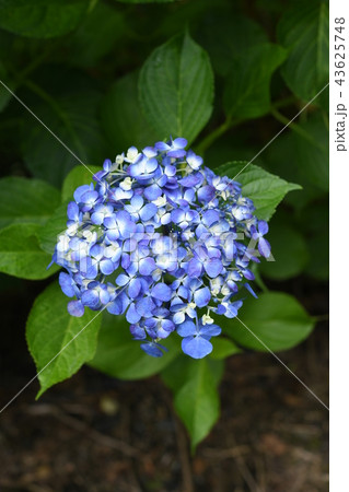 紫陽花の花 43625748
