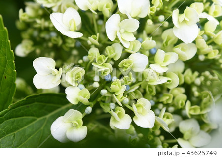紫陽花の花 43625749