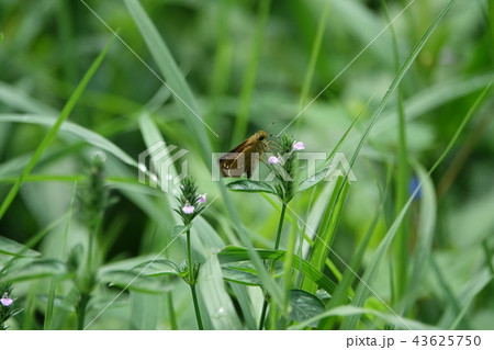 枚岡公園 43625750