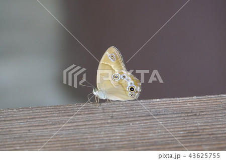 枚岡公園 43625755