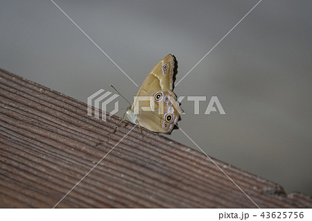 枚岡公園 枚岡公園 43625756