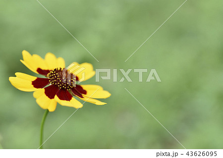 ハルシャギク 43626095