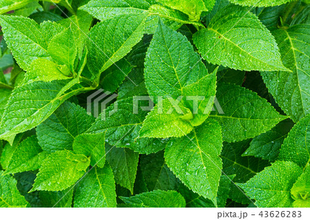 あじさい寺（能護寺）の紫陽花 43626283