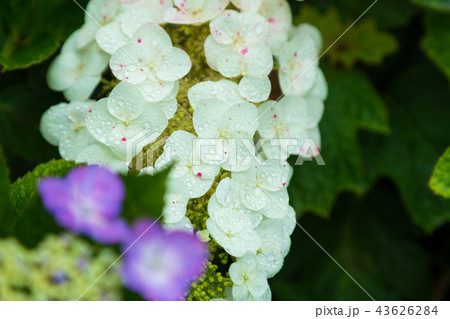 あじさい寺(能護寺)の紫陽花 あじさい寺(能護寺)の紫陽花 43626284