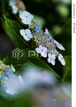 あじさい寺（能護寺）の紫陽花 43626292