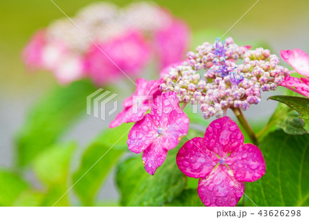 あじさい寺（能護寺）の紫陽花 43626298