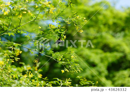 キンケイの黄色い花と若葉に新緑とクロアゲハ　小石川植物園 43626332