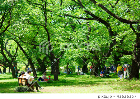 サクラの木の若葉に新緑 小石川植物園 サクラの木の若葉に新緑 小石川植物園 43626357