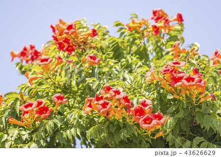 ノウゼンカズラ 43626629