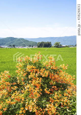 田園地帯に見るノウゼンカズラ 43626631