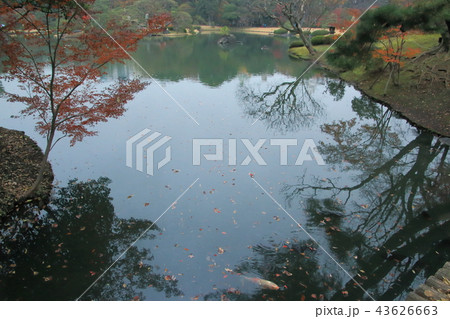 六義園の紅葉 六義園の紅葉 43626663