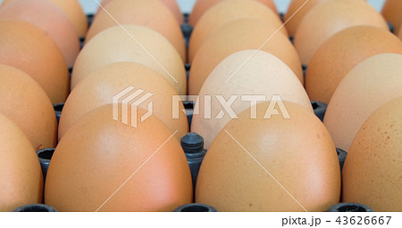 Close up Fresh chicken eggs in the package Close up Fresh chicken eggs in the package 43626667