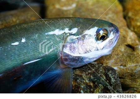 ニジマス 43626826