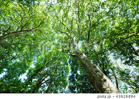 スズカケノキの若葉に新緑 小石川植物園 スズカケノキの若葉に新緑 小石川植物園 43626894
