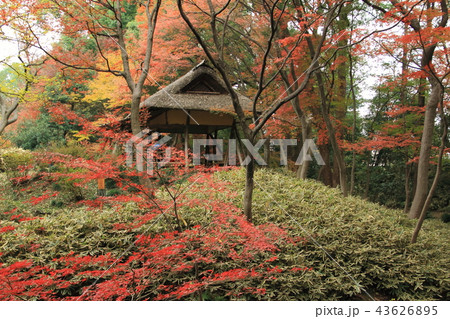 六義園の紅葉 43626895