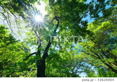 ノグルミの木の若葉に新緑 光芒 小石川植物園 ノグルミの木の若葉に新緑 光芒 小石川植物園 43626904