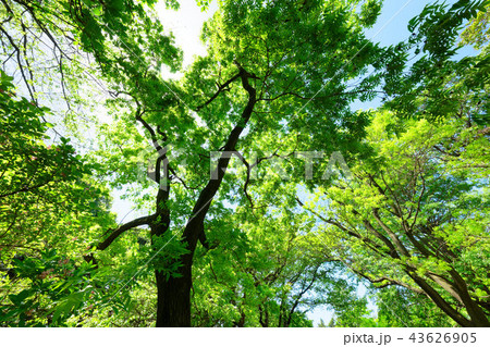 ノグルミの木の若葉に新緑　光芒　小石川植物園 43626905