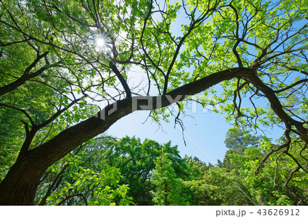 アメリカキササゲの木の若葉に新緑 光芒 小石川植物園 アメリカキササゲの木の若葉に新緑 光芒 小石川植物園 43626912