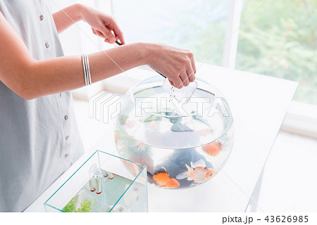 Aquarium for pet and hobby at home.  43626985