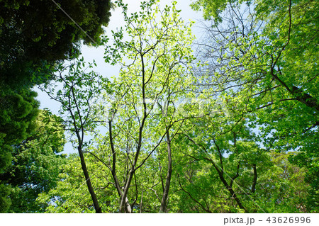 ヒメタイサンボクの若葉に新緑 小石川植物園 ヒメタイサンボクの若葉に新緑 小石川植物園 43626996