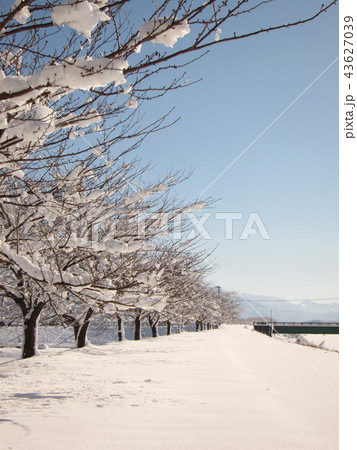 桜並木の雪景色の写真素材