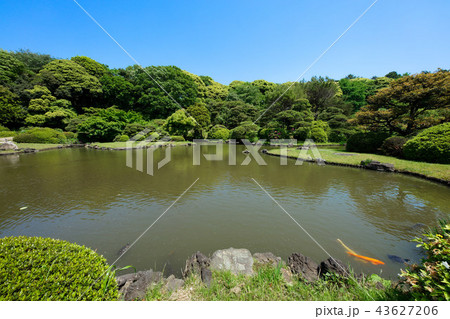 水辺の樹木の若葉に新緑 小石川植物園の写真素材