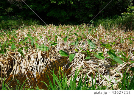 水辺のミズカンナと森の若葉に新緑 小石川植物園 水辺のミズカンナと森の若葉に新緑 小石川植物園 43627212
