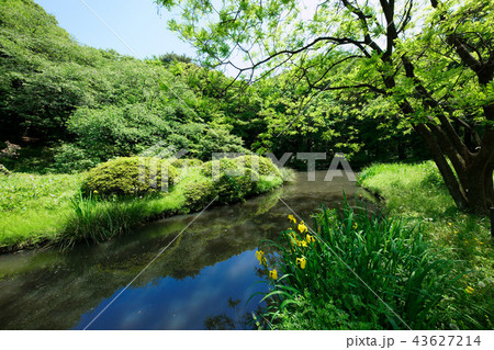 水辺の樹木の若葉に新緑と黄菖蒲　小石川植物園 43627214