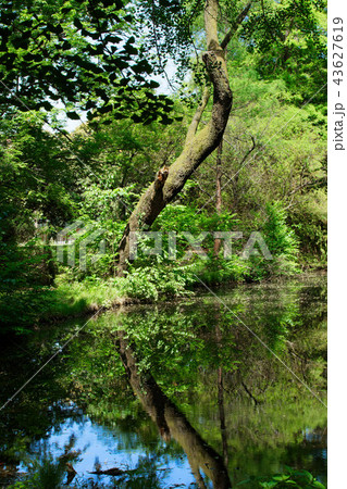 小石川植物園の池と湖面に映える景観 小石川植物園の池と湖面に映える景観 43627619