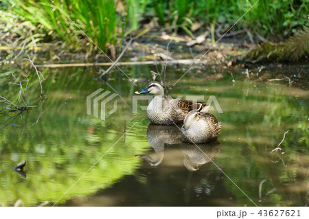 沼のカルガモ　小石川植物園 43627621