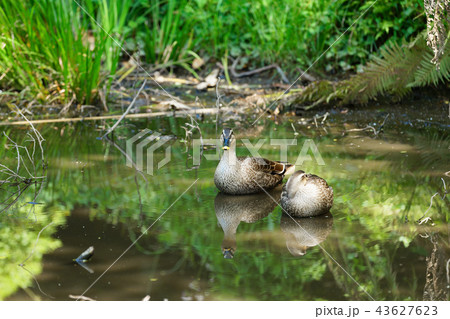 沼のカルガモ　小石川植物園 43627623