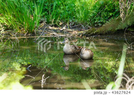 沼のカルガモ　小石川植物園 43627624