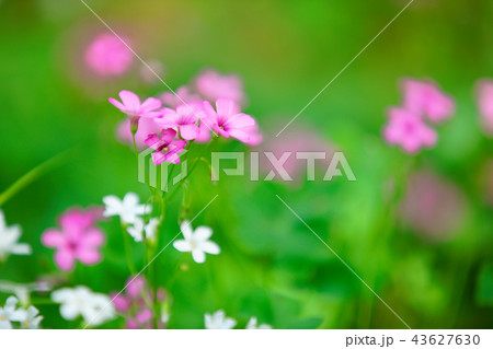 イモカタバミの花 小石川植物園 イモカタバミの花 小石川植物園 43627630