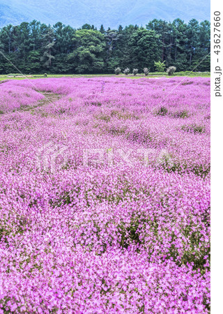 一面に広がるピンクの小花の花のじゅうたんの写真素材