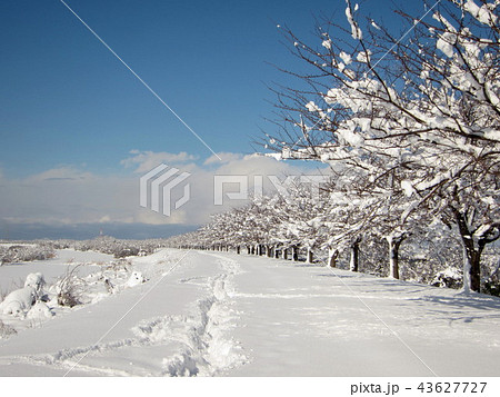 桜並木の雪景色の写真素材