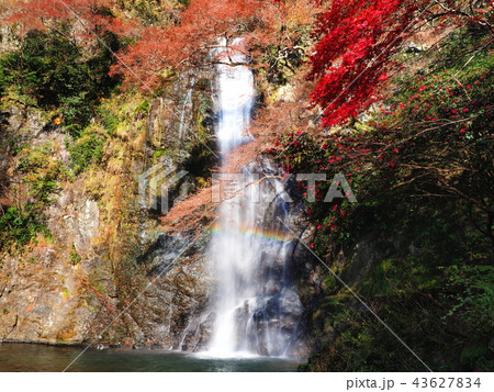 紅葉の箕面の滝 43627834