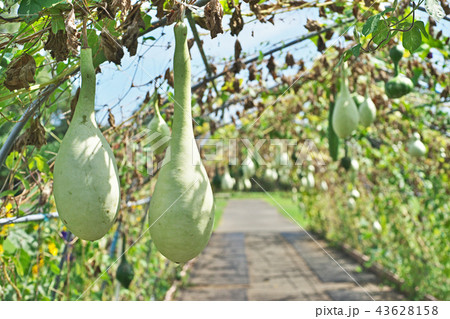 ヒョウタンの実 43628158
